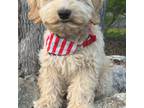 Mutt Puppy for sale in Darien, CT, USA