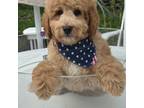 Mutt Puppy for sale in Darien, CT, USA