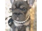 French Bulldog Puppy for sale in Candler, NC, USA