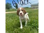 Brittany Puppy for sale in Windom, MN, USA