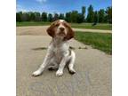 Brittany Puppy for sale in Windom, MN, USA