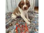 Brittany Spaniel - Red