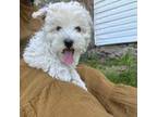 Maltipoo Puppy for sale in Utica, OH, USA