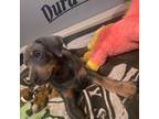 Doberman Pinscher Puppy for sale in Wilson, NC, USA