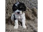 Cavapoo Puppy for sale in Ottertail, MN, USA