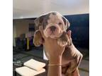 Bulldog Puppy for sale in Palm Beach, FL, USA
