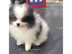 Pomeranian Puppy for sale in Chattanooga, TN, USA