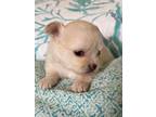 Chihuahua Puppies- Registered Pedigree