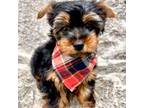 Yorkshire Terrier Puppy for sale in Morgan Hill, CA, USA