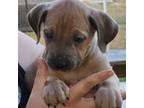 Cane Corso Puppy for sale in Okeechobee, FL, USA