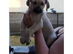 Cane Corso Puppy for sale in Okeechobee, FL, USA