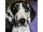 Great Dane Puppy for sale in Liberty, KY, USA