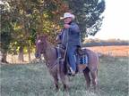 QWQ Quarter Horse for sale