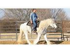 White Gypsy Vanner horse