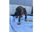 Adopt Diamond a Pit Bull Terrier, Mixed Breed