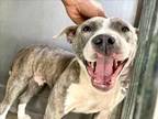 Adopt SUNSHINE a Pit Bull Terrier, Mixed Breed
