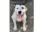 Adopt DAHLIA a Pit Bull Terrier, Mixed Breed