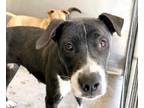 Adopt CLEO a Pit Bull Terrier, Mixed Breed
