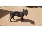 Adopt Pistachio a Boxer, American Staffordshire Terrier