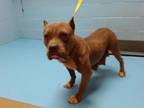Adopt A533426 a Pit Bull Terrier