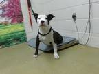 Adopt A533746 a Pit Bull Terrier