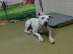Adopt A533741 a Pit Bull Terrier, Mixed Breed