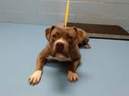Adopt A533425 a Pit Bull Terrier