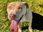 Adopt A533641 a Pit Bull Terrier