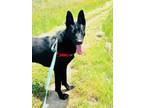 Adopt PANCETTA a German Shepherd Dog