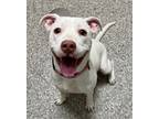 Adopt SYDNEY a Pit Bull Terrier, Mixed Breed