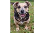 Adopt Sweetie a Mixed Breed