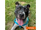 Adopt Issabela (Izzy) a Pit Bull Terrier