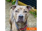 Adopt Britta a Pit Bull Terrier, German Shepherd Dog