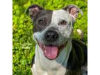 Adopt Mari Gold a Pit Bull Terrier