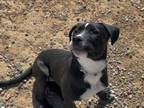 Adopt ARTEMIS a Mixed Breed