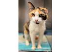 Adopt Sunbeam a Domestic Short Hair