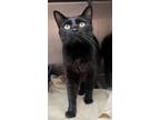 Adopt Starlight a Domestic Short Hair