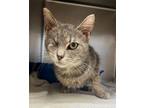 Adopt Cyclops a Domestic Short Hair