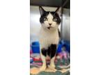 Adopt Medusa a Domestic Short Hair