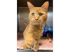 Adopt Chimera a Domestic Short Hair