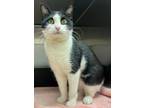 Adopt Kathy a Domestic Short Hair