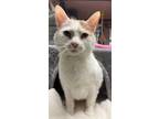 Adopt Lele a Domestic Short Hair