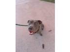 Adopt MALLORY a Pit Bull Terrier