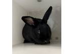 Adopt Faith a Bunny Rabbit