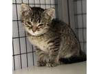 Adopt Fractious Stormy a Domestic Short Hair
