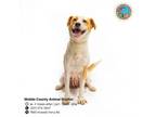 Adopt HEART a Black Mouth Cur, Mixed Breed