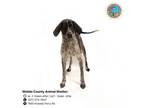Adopt MISSY a German Shorthaired Pointer