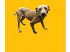 Adopt TUSC-Stray-tu1186 a Pit Bull Terrier
