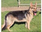 Adopt Bonnie a German Shepherd Dog