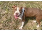 Adopt Mabel a Pit Bull Terrier